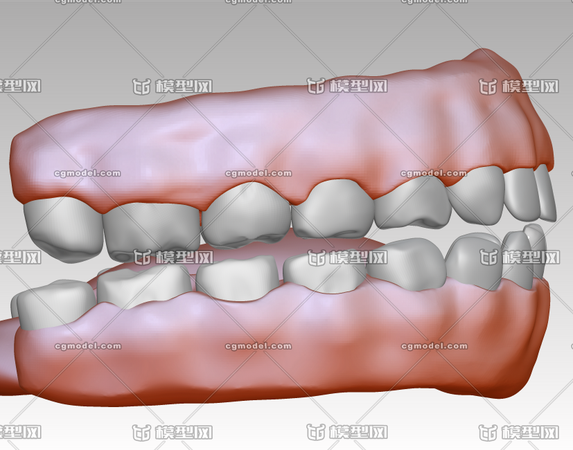 牙齿牙龈3d图下载,3d口腔模型下载,逼真高清牙龈模型图片素材,牙龈