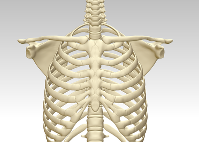 人胸骨結構模型圖3d打印下載,人體胸腔骨架模型,肋軟骨及胸骨解剖圖