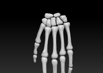 人手骨頭高清圖片素材,人手骨3d模型圖下載,手腕骨圖片,手指骨3d圖