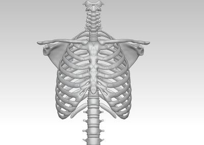人胸骨结构模型图3d打印下载,人体胸腔骨架模型,肋软骨及胸骨解剖图