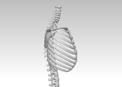 人胸骨結構模型圖3d打印下載,人體胸腔骨架模型,肋軟骨及胸骨解剖圖