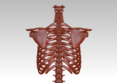 胸骨模型图图片