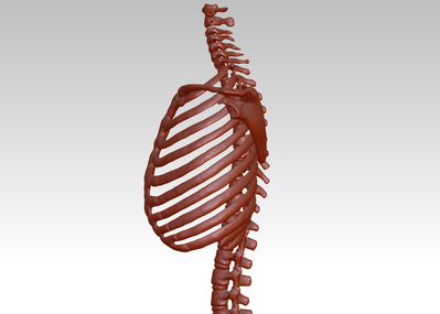人胸骨結構模型圖3d打印下載,人體胸腔骨架模型,肋軟骨及胸骨解剖圖
