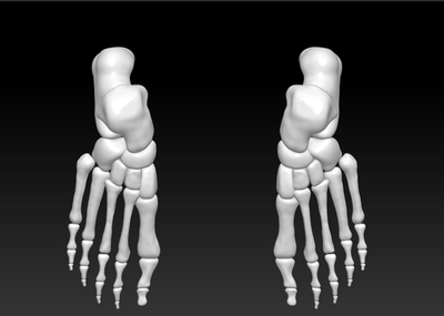 人腳骨結構3d打印模型下載,人腳骨高清圖片素材,人體骨骼模型三維設計