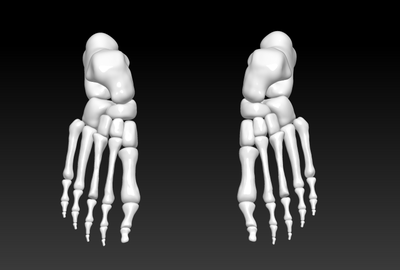 人脚骨结构3d打印模型下载,人脚骨高清图片素材,人体骨骼模型三维设计