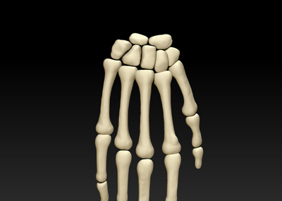 人手骨骼結構3d打印下載,人手骨頭高清圖片素材,人手