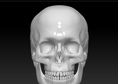 医学骷髅头颅3d模型下载obj,人头骨结构3d打印下载,骷髅头3d高清图片