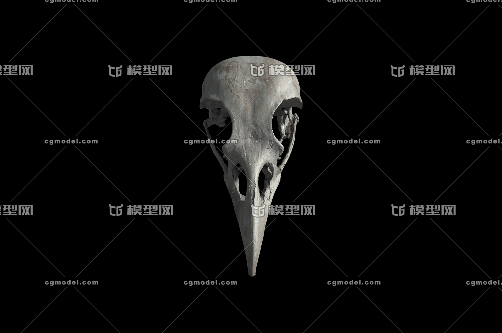 乌鸦头骨 喜鹊头骨 鸟类头骨 头骨 骨头 骨骼 动物头骨