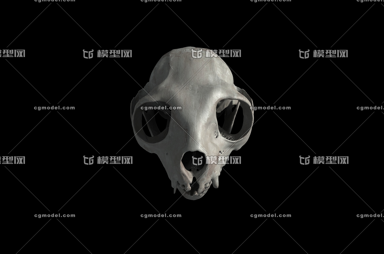 狐猴头骨 怪物头骨 侏儒头骨 人头骨 小孩头骨 头骨 骨头 动物头骨