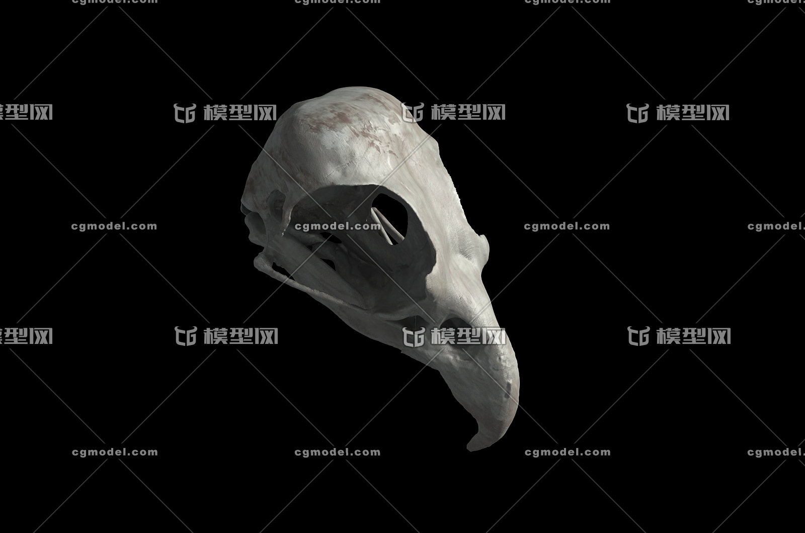 老鹰头骨 鹰头骨 雕头骨 隼头骨 鸢头骨 鸟类头骨 头骨 骨头 骨骼