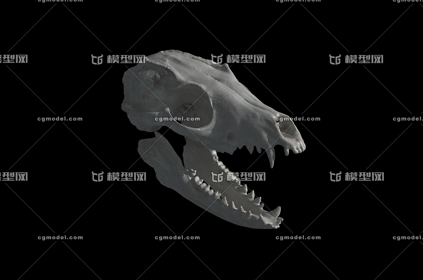 狐狸头骨犬科头骨头骨骨头动物头骨哺乳动物头骨 Cg模型网 Cgmodel 三维设计师交流互动平台 专注多品类3d模型下载 原创作品分享 软件学习