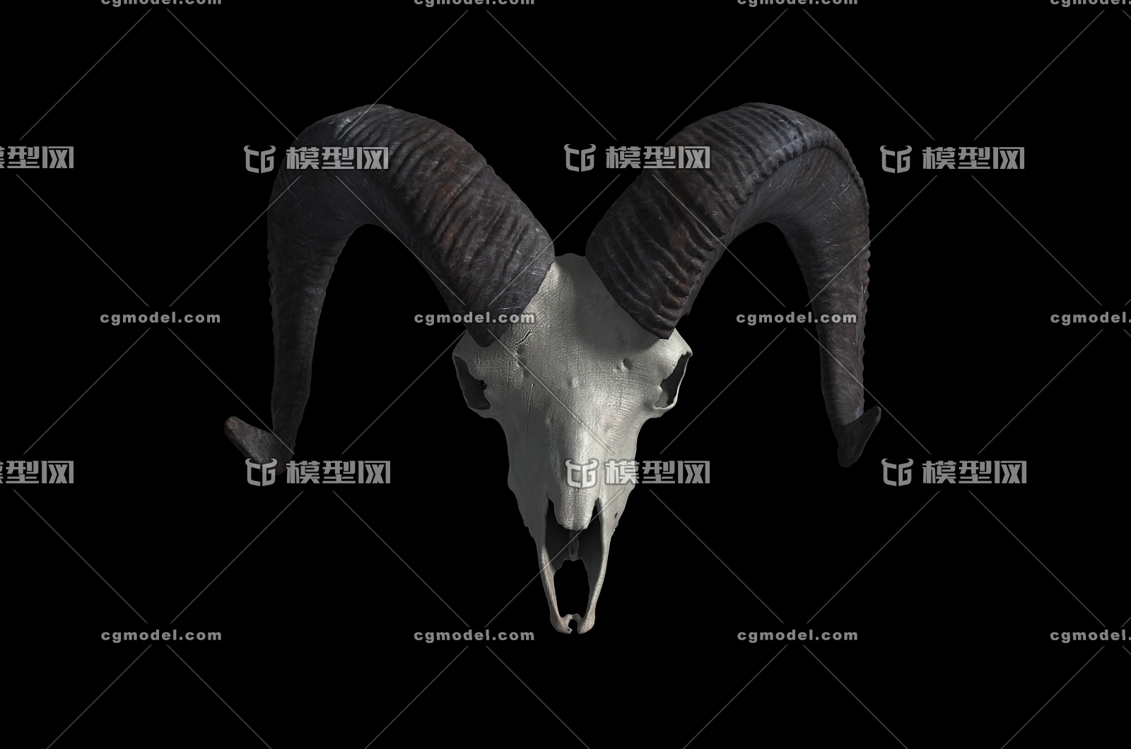 在黑背景的有角的Ram绵羊头骨头 库存图片. 图片 包括有 有角, 头盖骨, 停止, 生物, 骨头的, 狩猎 - 76363745
