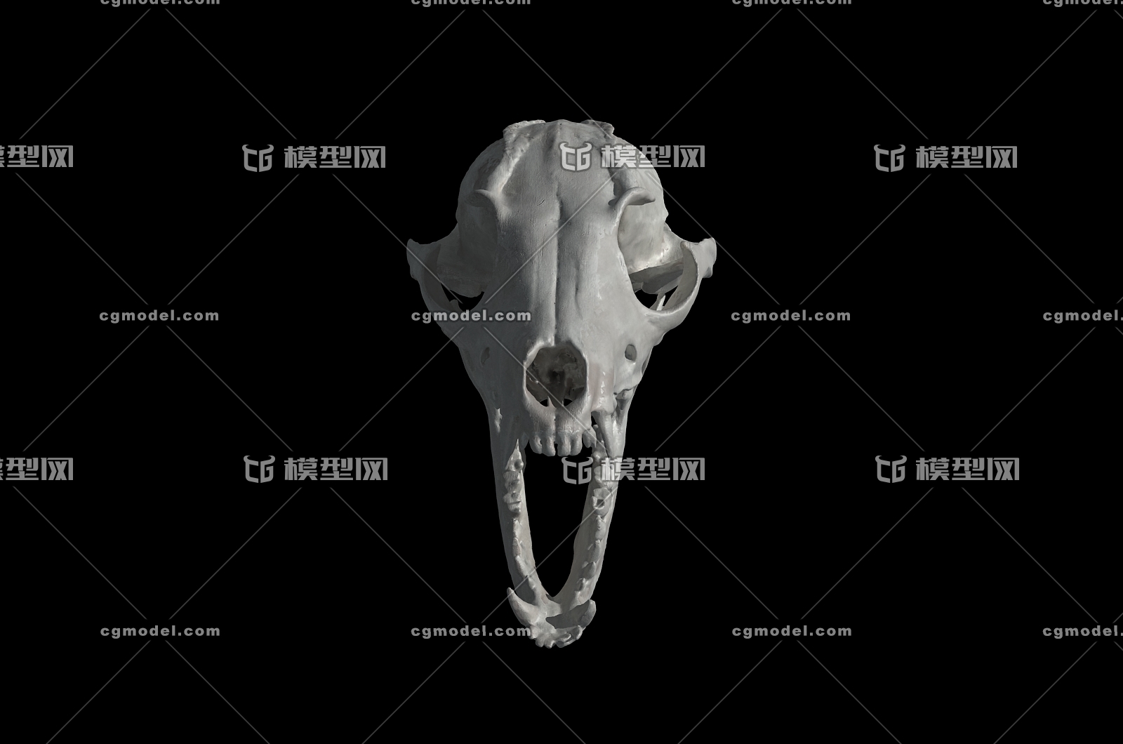 解剖标本（狗腮腺与颌下腺）-解剖（骨骼）标本-河南卓普教学用品有限公司