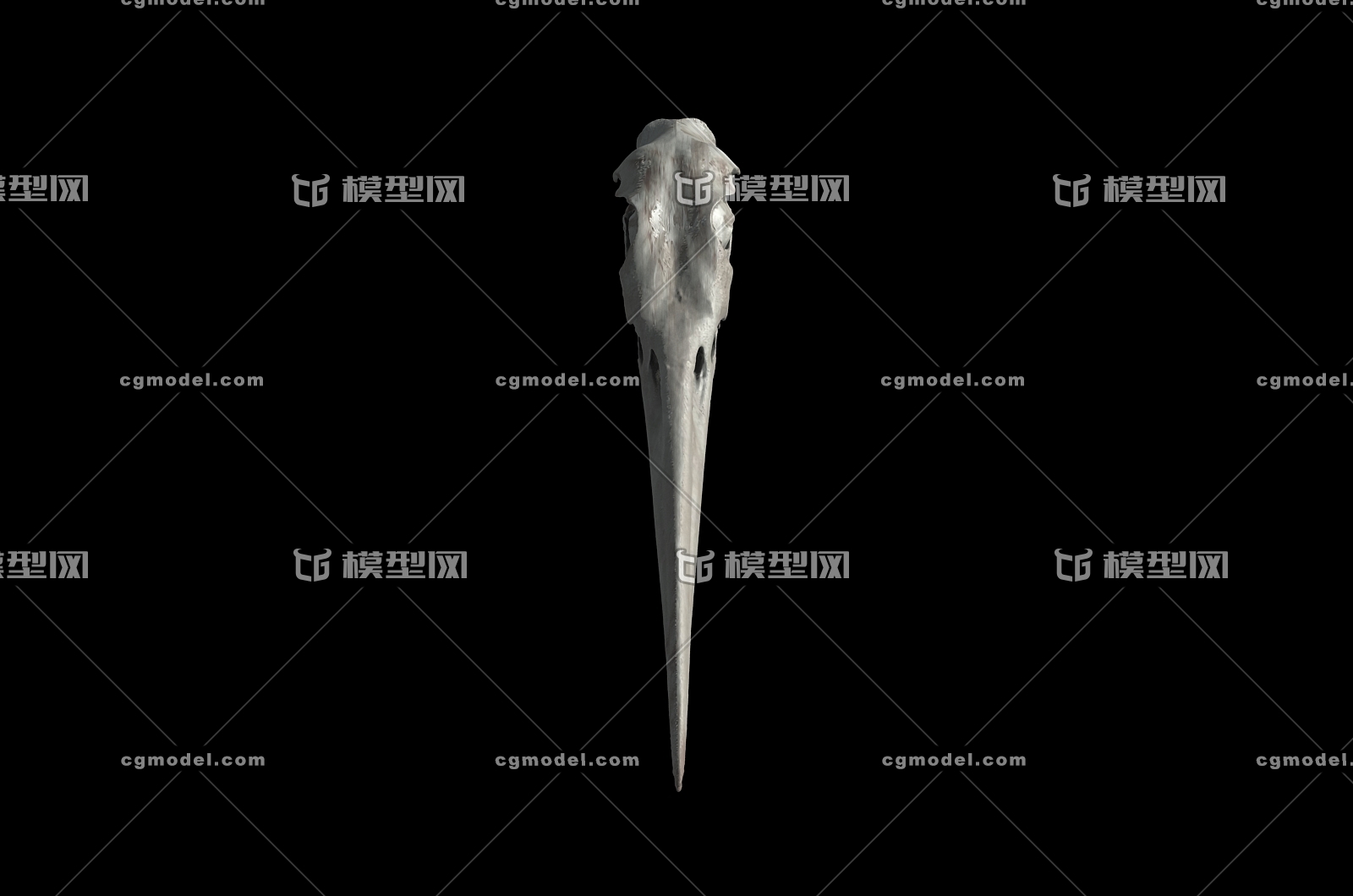 白鹭头骨 鹤头骨 鹳头骨 头骨 骨头 动物头骨 鸟类头骨