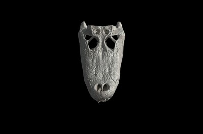 咸水鳄头骨 鳄鱼头骨 头骨 骨头 动物头骨 爬行动物头骨