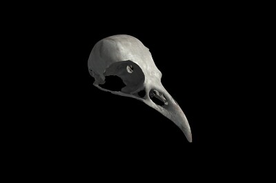 鸟类头部骨骼图片