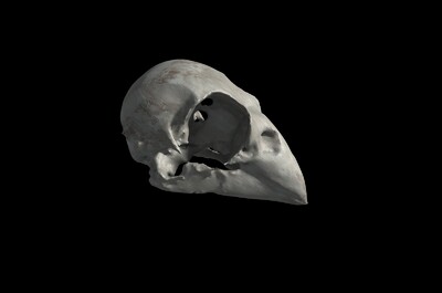 麻雀头骨 鸟类头骨 头骨 骨头 骨骼 动物头骨