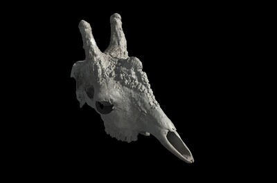 长颈鹿头骨  头骨 骨头 骨骼 动物头骨