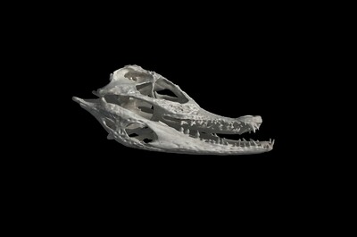 凯门鳄头骨 鳄鱼头骨 头骨 骨头 动物头骨 爬行动物头骨
