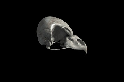 猫头鹰头骨 鸮头骨 鸺鹠头骨 鸟类头骨 头骨 骨头 骨骼 动物头骨