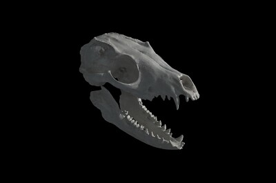 狐狸头骨 犬科头骨 头骨 骨头 动物头骨 哺乳动物头骨