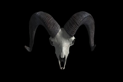 绵羊头骨  羊头骨 头骨 骨头 骨骼 动物头骨