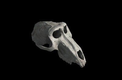 狒狒头骨 野人头骨 兽人头骨 头骨 骨头 动物头骨 哺乳动物头骨