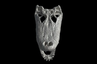 短吻鳄头骨 鳄鱼头骨 恐龙头骨  头骨 骨头 动物头骨 爬行动物头骨