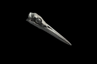 白鹭头骨 鹤头骨 鹳头骨 头骨 骨头 动物头骨 鸟类头骨