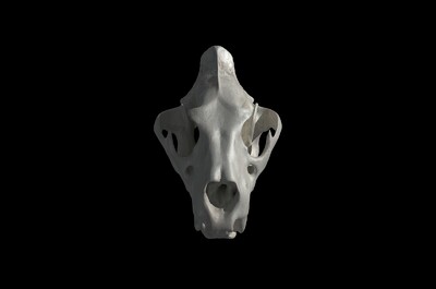 狮子头骨 头骨 骨头 动物头骨 哺乳动物头骨