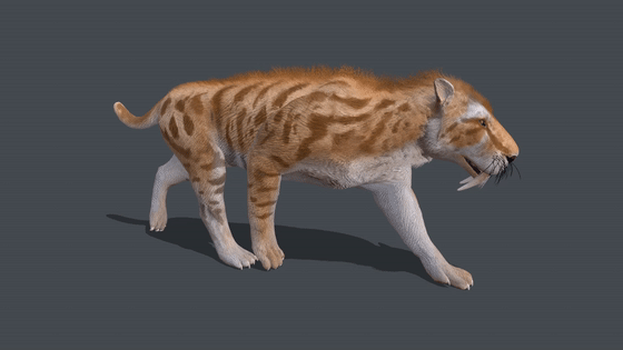 带动画的pbr次时代材质剑齿虎,锯齿虎,_nom001作品_动物哺乳_cg模型网