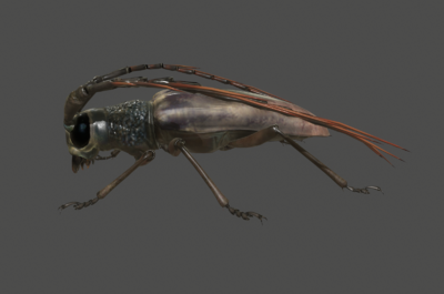 065 pbr次世代 天牛 树牛 甲虫 甲壳虫 鞘翅目 牛角虫 花妞子 飞虫