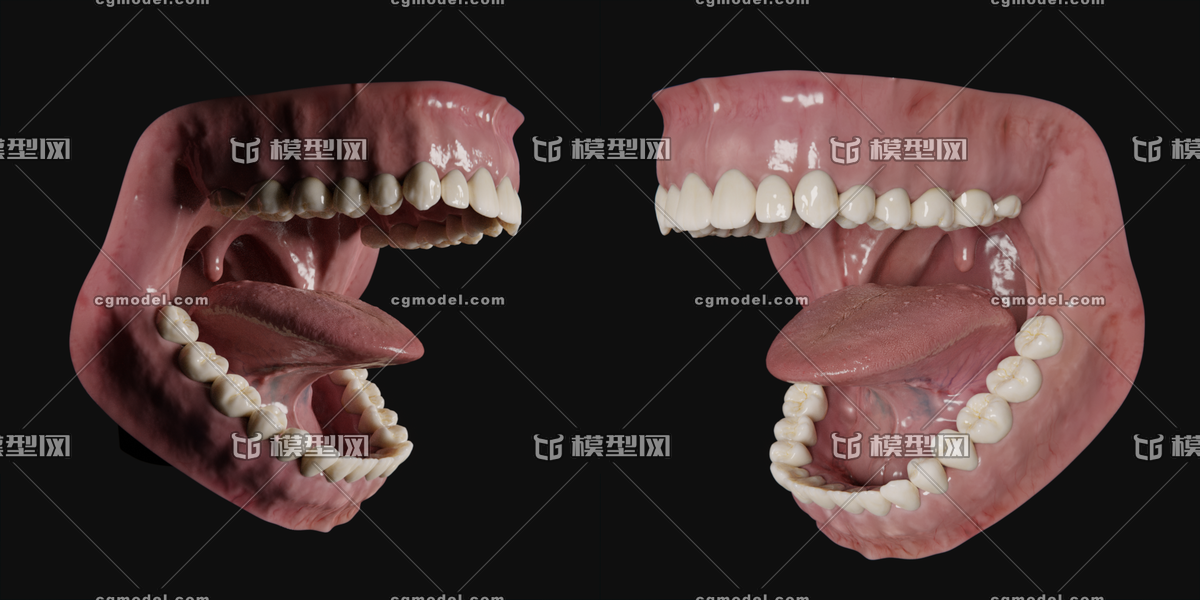 人类口腔模型带骨骼绑定