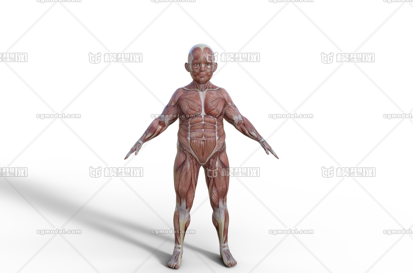 肌肉人体人体结构筋腱医学模型解剖人体男人体女人体 未成年人孩童 Cg模型网 Cgmodel 三维设计师交流互动平台 专注多品类3d模型下载 原创作品分享 软件学习