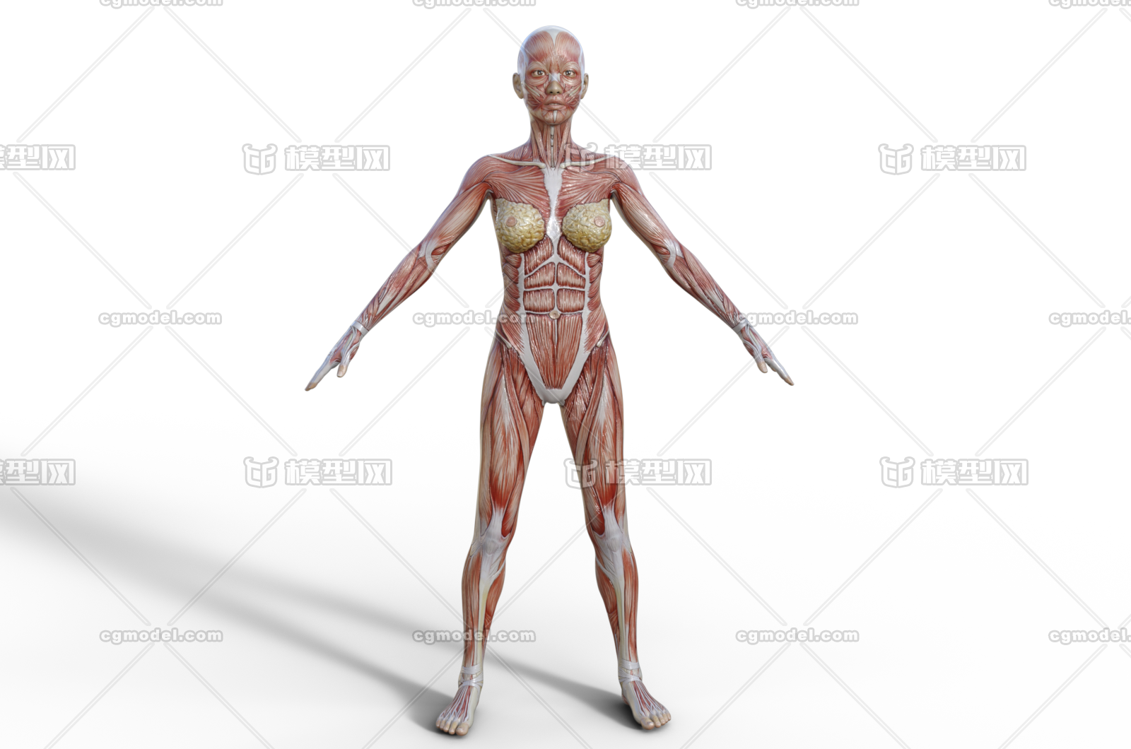 肌肉人体人体结构筋腱医学模型解剖人体男人体女人体 未成年人孩童 Cg模型网 Cgmodel 三维设计师交流互动平台 专注多品类3d模型下载 原创作品分享 软件学习
