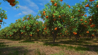 现代橘子园 果园 果树 橘子树 _154770715作品_场景自然场景_cg模型网
