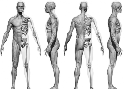 人体扫描肌肉骨骼高模