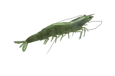 虾 青虾 对虾 河虾