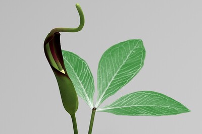 中药材 中药植物 药用植物 地文 守田 羊眼半夏 蝎子草 麻芋果 三步跳