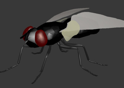 苍蝇 模型 max2013