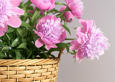 富贵牡丹,花篮