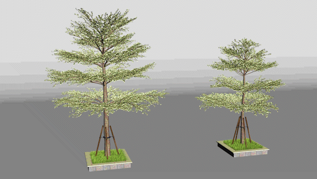 一共兩棵動態的帶風場動畫的景觀樹,小葉欖仁,帶樹池扶植架,適合景觀