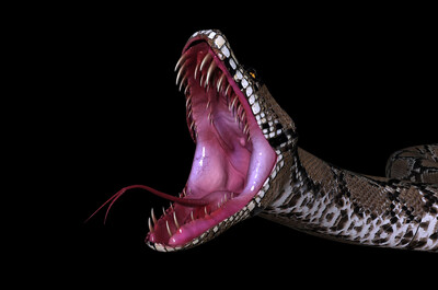 蟒蛇张开嘴巴的样子图片