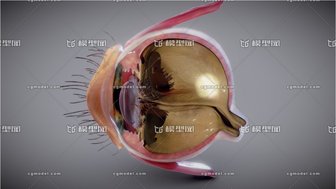 写实眼球剖面 眼解剖 眼球 医疗解剖模型_shler作品_人物人体器官_cg