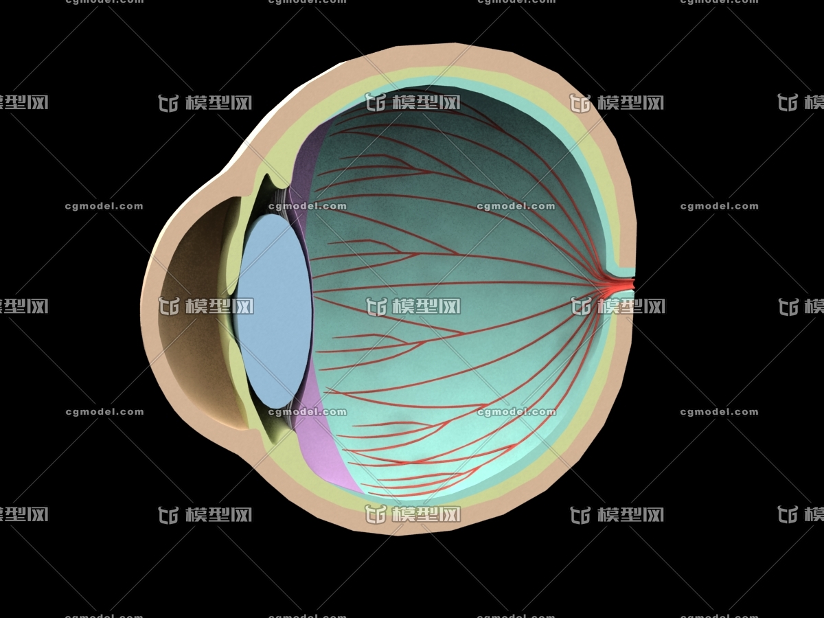 官方提示: 1,如该资源发布者无特别说明,模型结构,精度及细节等,以