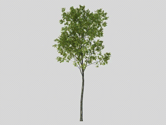 园林动态树木植物模型-树木模型库-3ds Max(.max)模型下载-cg模型网