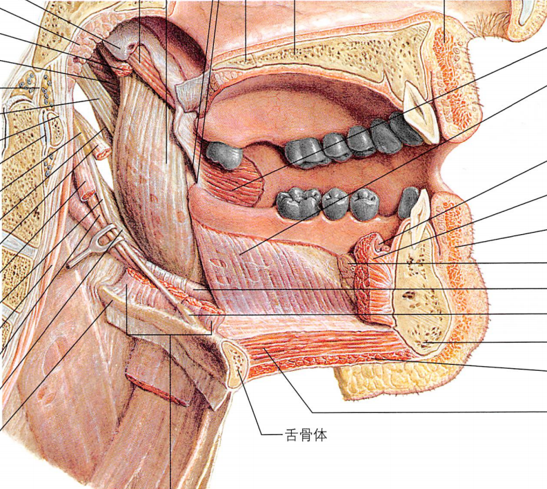 擅长医学解剖,人体器官,细胞细菌模型制作,作品涉及商业机密不做展示