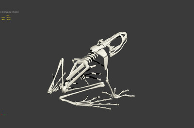 毒青蛙骨头图片