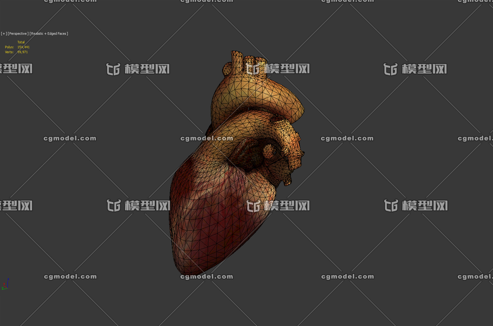 心脏 真实人体心脏 人体器官 心脏解刨 _VR_Family-Studio作品_人物人体器官人物人体器官_cg模型网