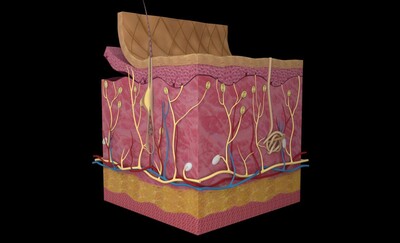 醫療皮膚剖面,人體皮膚模型.